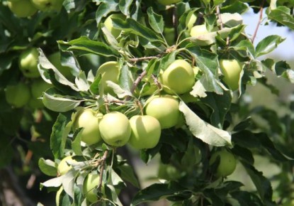 ������ ���� ��� ������: ��� �������� ���� ��� �� ��������