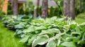 Как rejuvenate хосту после зимы: три ключевых шага для здоровья куста