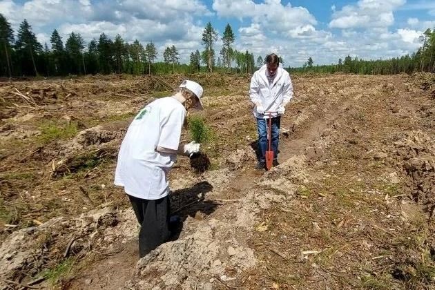 Более 35 тысяч новых сосен в память о героях Более 35 тысяч новых сосен в память о героях