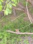 Любопытный лисенок попался на фото в лесах Селивановского округа