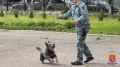 Во Владимире полицейские - кинологи, инспекторы ПДН и студенты техникума поздравили с Днем защиты детей ребят из школьного лагеря