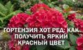 Гортензия Хот Ред: секреты весенней подкормки для яркого цветения