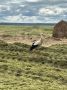Краснокнижные аисты проверили, как обстоят дела на меленковских полях