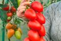 Томаты Марселон: секреты успеха и агрономические особенности