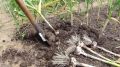 Когда убирать озимый чеснок: секреты от стрелок и листьев