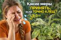 Как эффективно справиться с паутинным клещом на комнатных растениях