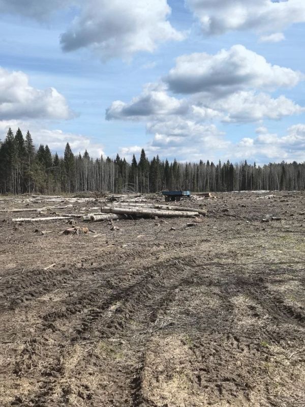 В Гороховце прокуратура добивается устранения нарушений лесного законодательства В Гороховце прокуратура добивается устранения нарушений лесного законодательства
