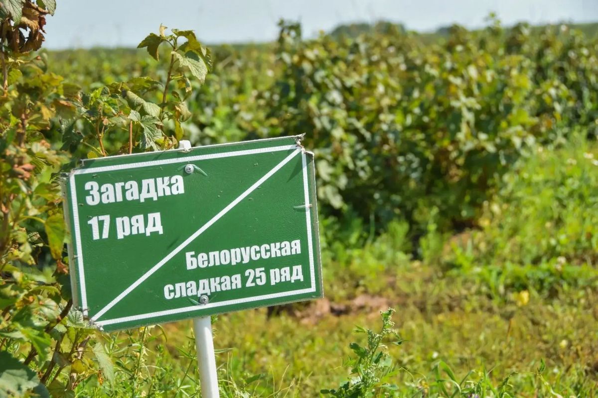 Больше, чем просто ягода: как в Суздальском районе «растят» витамины! Больше, чем просто ягода: как в Суздальском районе «растят» витамины!