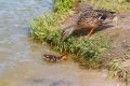 Кольчугинцы бьют тревогу: в городском водоеме произошла массовая гибель уток