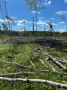 Александровский городской прокурор добивается устранения нарушений законодательства о пожарной безопасности в лесах