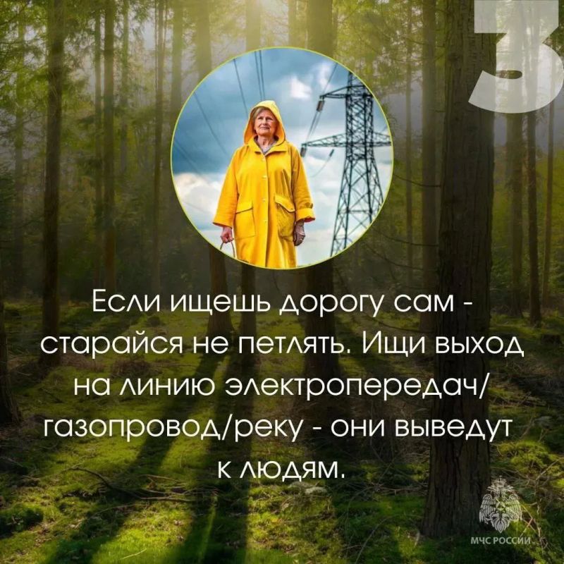Безопасность в лесу: простые правила, которые могут спасти жизнь Безопасность в лесу: простые правила, которые могут спасти жизнь