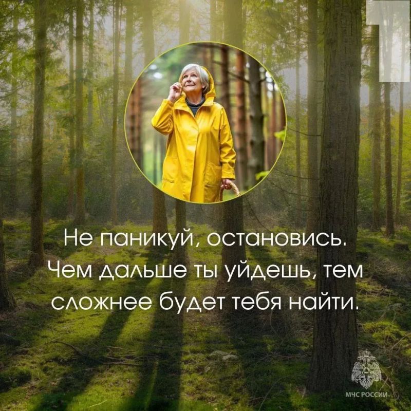 Безопасность в лесу: простые правила, которые могут спасти жизнь Безопасность в лесу: простые правила, которые могут спасти жизнь