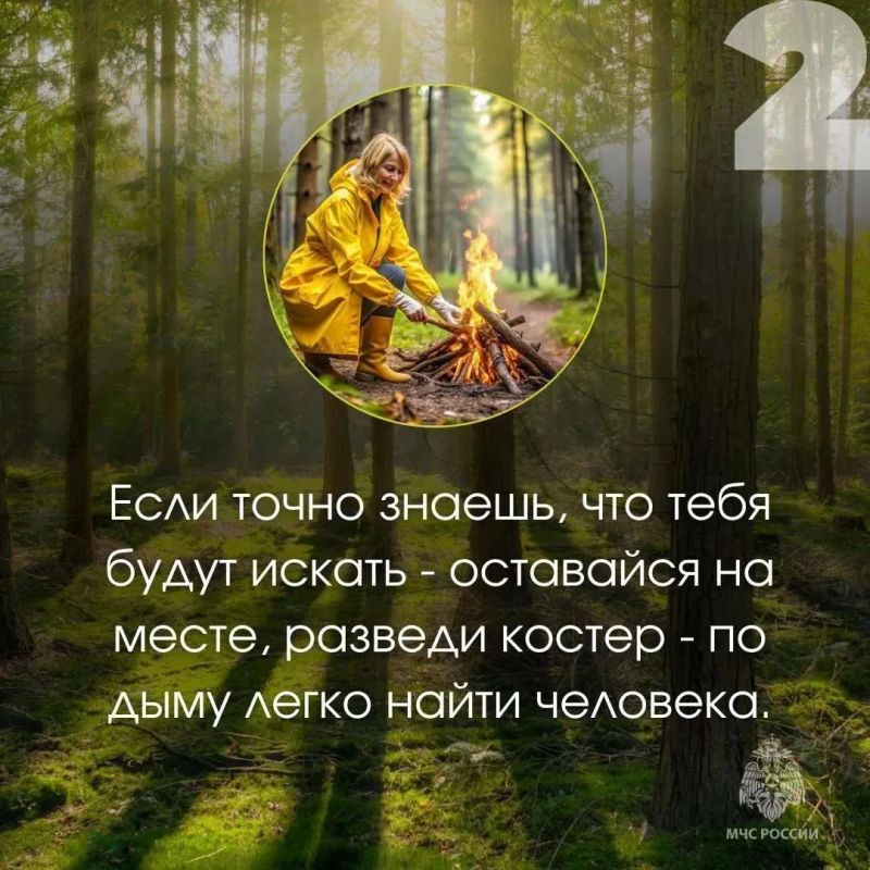 Безопасность в лесу: простые правила, которые могут спасти жизнь Безопасность в лесу: простые правила, которые могут спасти жизнь