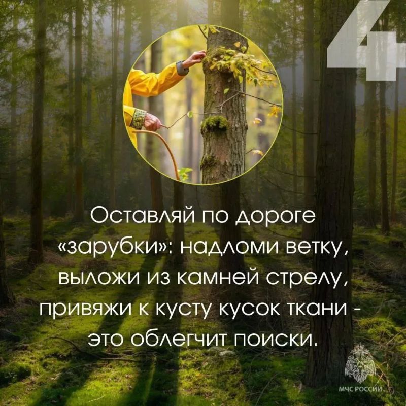 Безопасность в лесу: простые правила, которые могут спасти жизнь Безопасность в лесу: простые правила, которые могут спасти жизнь