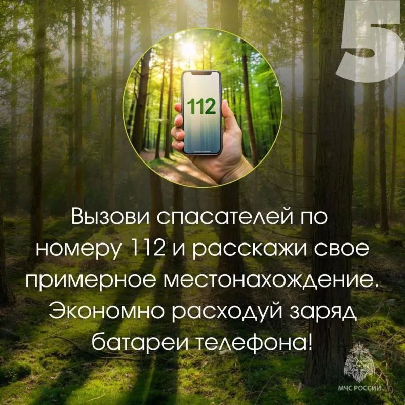 Безопасность в лесу: простые правила, которые могут спасти жизнь Безопасность в лесу: простые правила, которые могут спасти жизнь