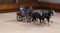 Александр Авдеев: Породе владимирский тяжеловоз завтра 80 лет