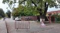 Сохраняем историю города - укрепляем вековой дуб