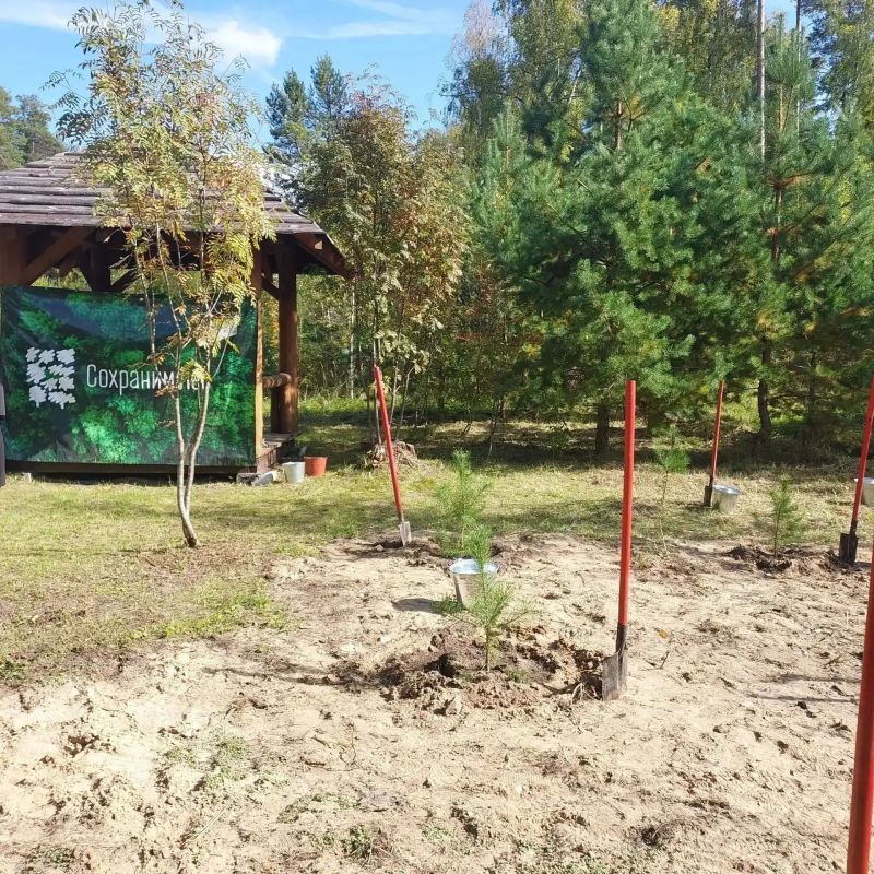 Живой памятник подвигу. В минувшие выходные, в День работников леса, в поселке Андреево Судогодского округа - особенный день Живой памятник подвигу. В минувшие выходные, в День работников леса, в поселке Андреево Судогодского округа - особенный день
