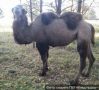 Не только лоси и косули: во Владимирской области на трассу вышел верблюд