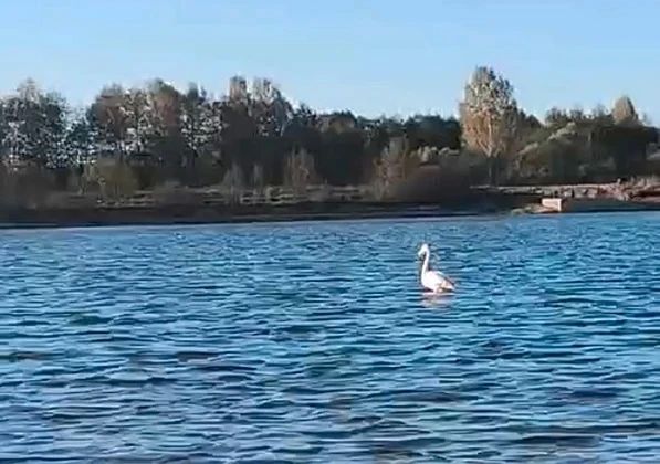 На реке во Владимирской области гостит розовый фламинго На реке во Владимирской области гостит розовый фламинго