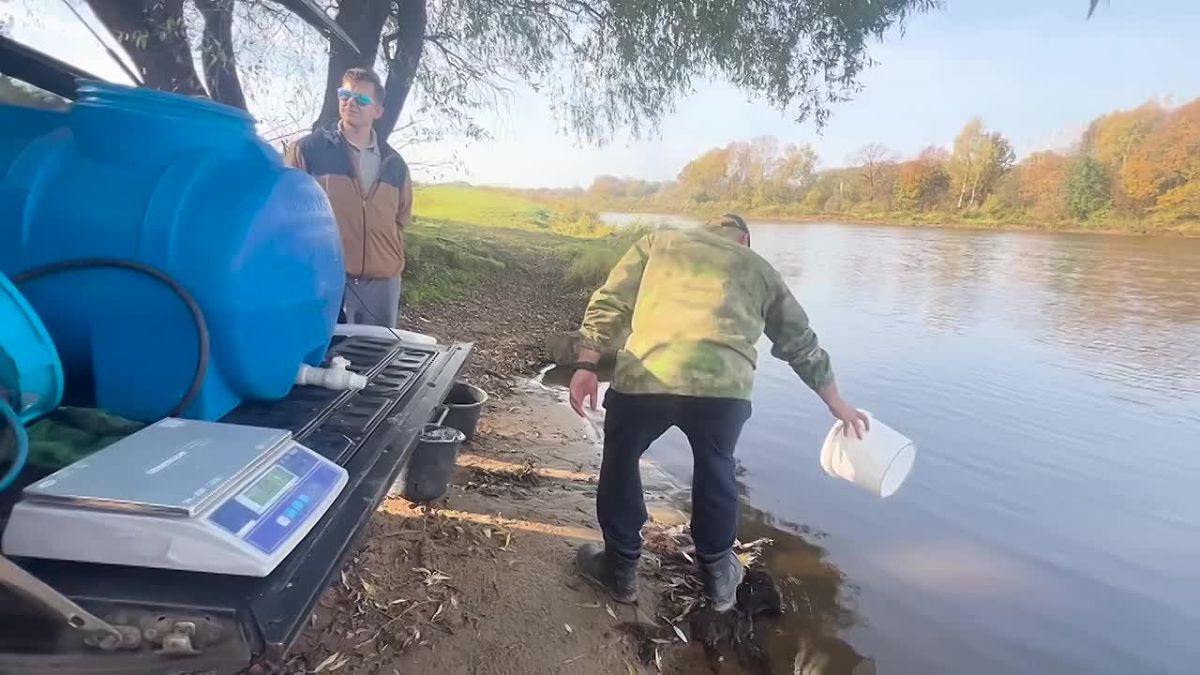 Во Владимирской области в Клязьму выпустили 439 штук молоди сазана