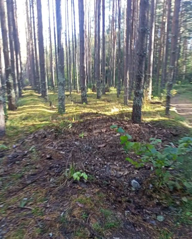 Прокуратура Селивановского района добилась ликвидации свалки с лесного участка Прокуратура Селивановского района добилась ликвидации свалки с лесного участка