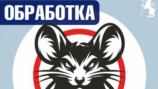 Во Владимире проведут обработки от крыс и мышей на городских улицах
