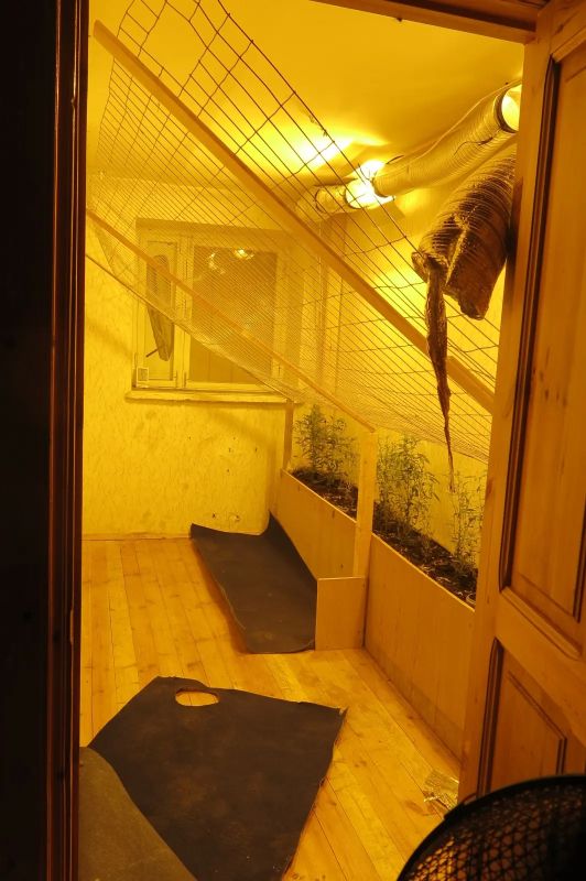 В Петушках вынесен приговор в отношении местного «наркоплантатора» В Петушках вынесен приговор в отношении местного «наркоплантатора»