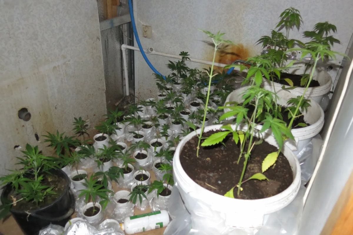 В Петушках вынесен приговор в отношении местного «наркоплантатора» В Петушках вынесен приговор в отношении местного «наркоплантатора»