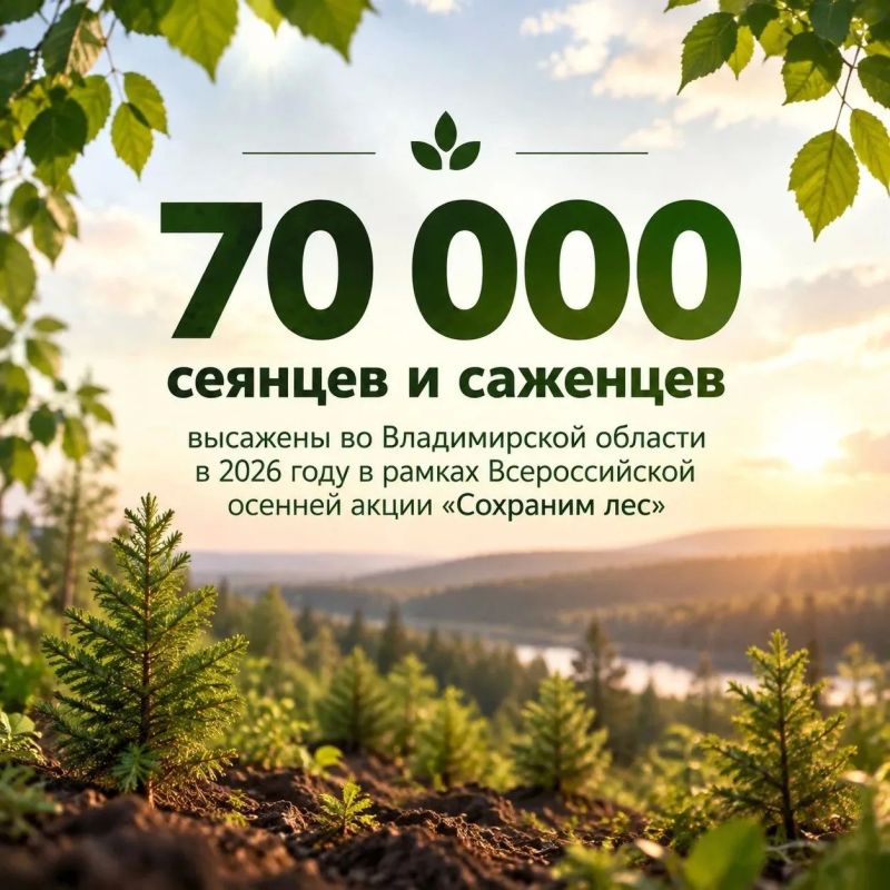Во Владимирской области завершилась Всероссийская осенняя акция «Сохраним лес»