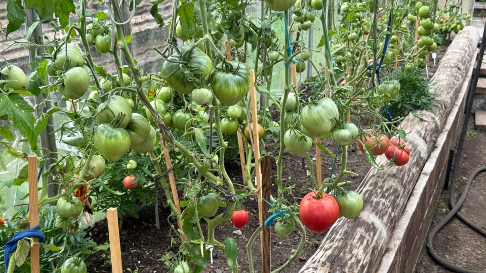 Как натуральные подкормки для томатов могут увеличить урожай в несколько раз