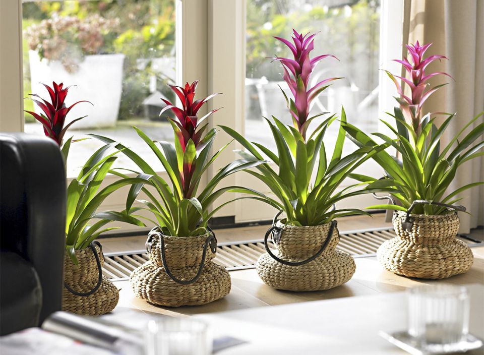 Зимний цветной рай: 9 комнатных растений, которые раскрасят ваши холодные дни