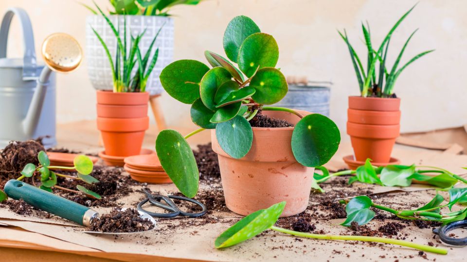 Комнатные цветы от этого «соседа» завянут сразу: и не вздумайте поставить рядом