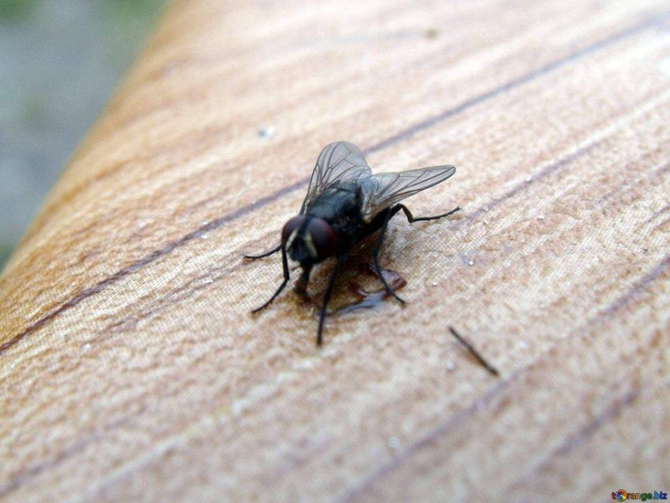 Как избавиться от мух: простые и эффективные решения для любого дома