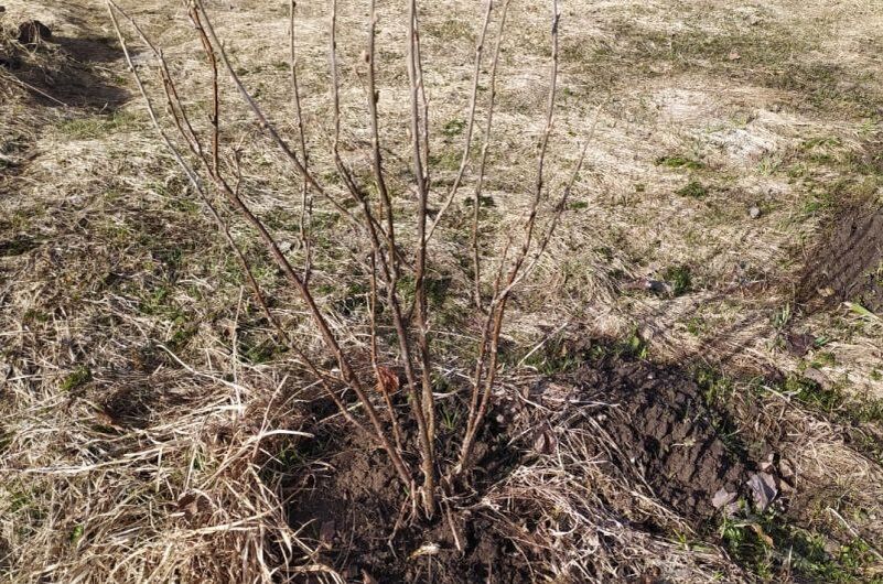 Внимаите: Как справиться с удивительными формами смородины