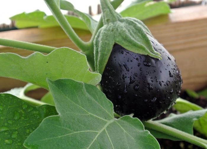 Оптимальные условия для баклажанов