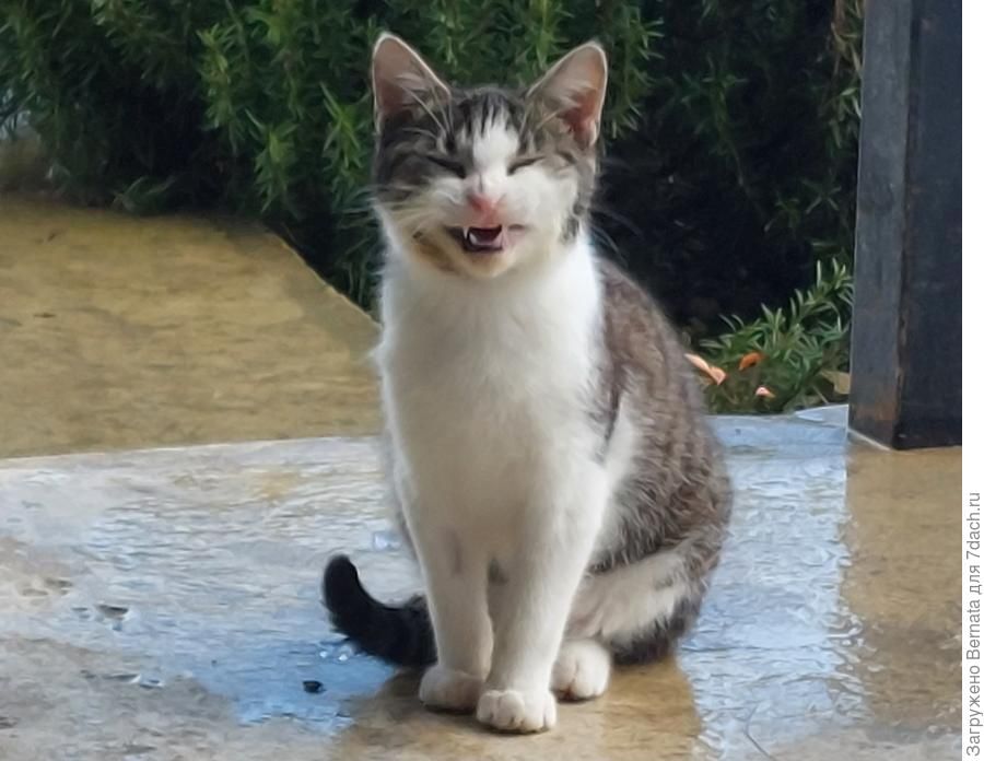 Жизнь в Валерьяновке: радости и заботы, связанные с пушистыми обитателями