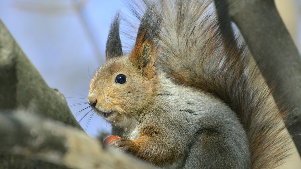 Пушистики с характером: биолог категорически не советует пытаться погладить белку