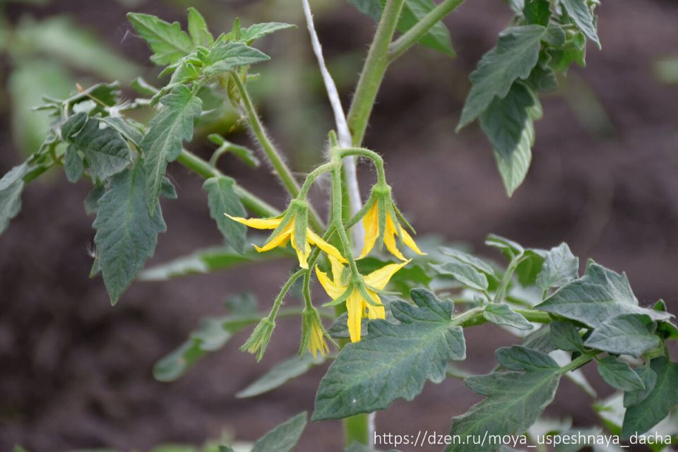 Как подкормить томаты во время цветения для обильного урожая