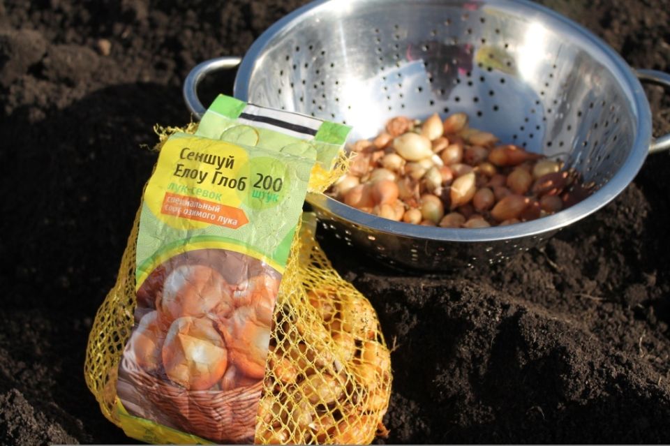 Секреты успешного выращивания лука Сеншуй Елоу Глоб