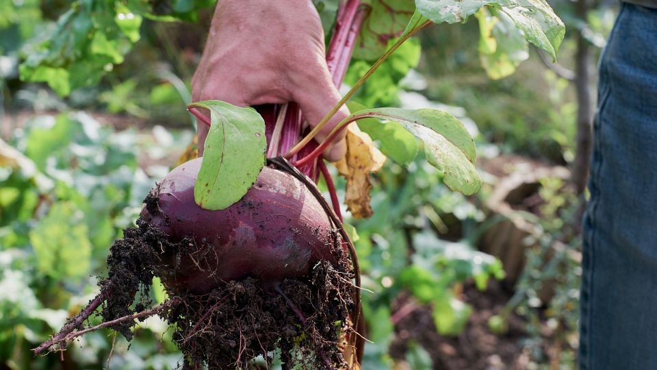 Вот почему свекла наращивает только ботву: зная причины, соберете достойный урожай