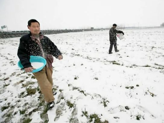 Секрет весеннего ритуала китайских садоводов: бело-голубой порошок на снегу