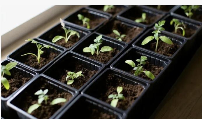 Как создать идеальный посевной график на весну: советы для огородников