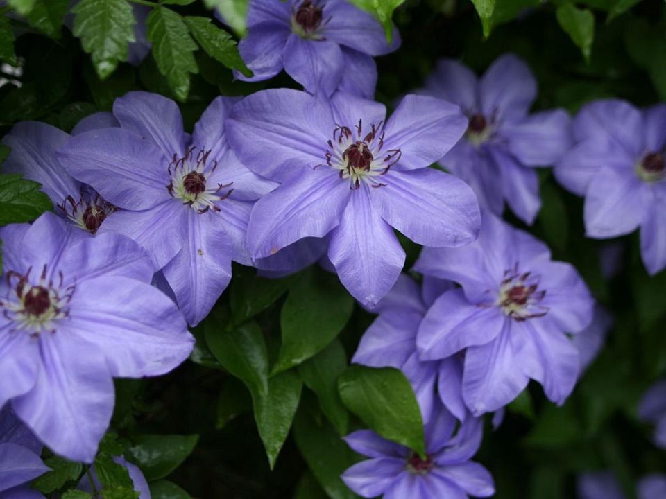 ����������� ��������, ������� ����� ��������� ��� ��� � ������� �������� �������