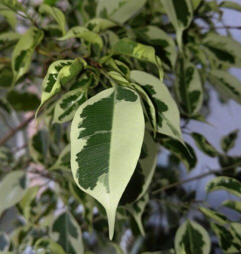 ��� ��������� ����� � ������ ������