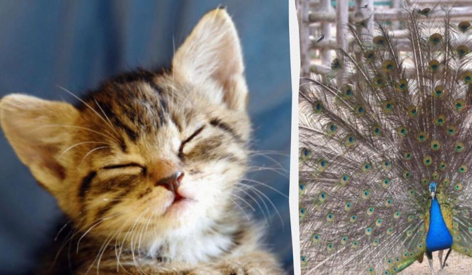 ��������� ��������������: ������� ������� ����� �������� �� 10 ������