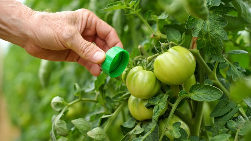 ��� �������� ������ �� ���������: ������ ���������