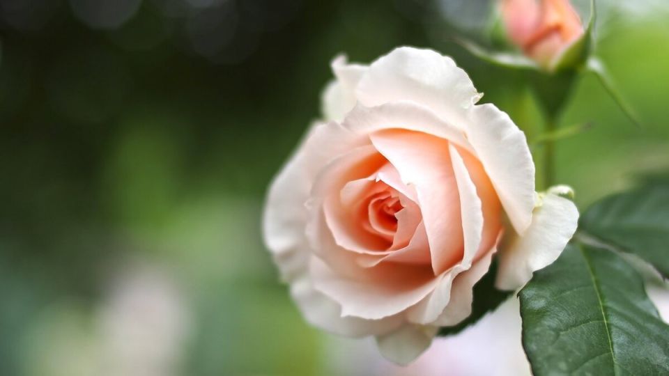 ��� ��� ���: ���������, � ������� ������ ��������