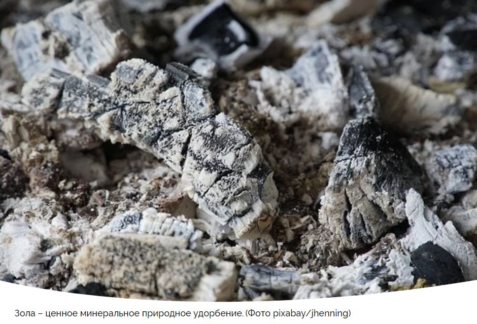 Как зола может преобразить ваш сад: природное удобрение против болезней и вредителей