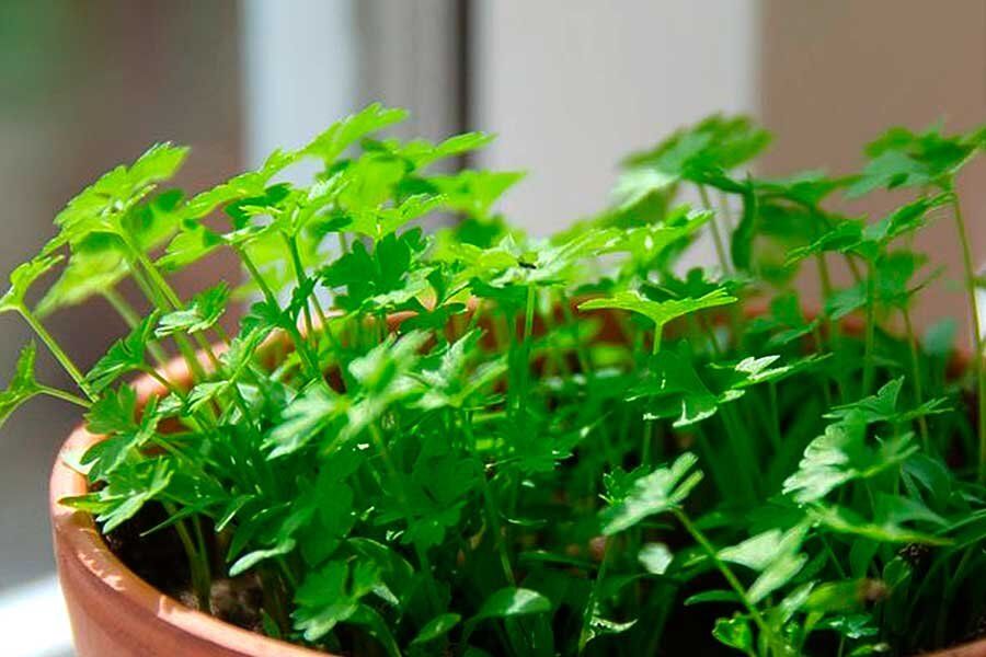 ��� ������ ��������� ������ ��������: ������� ������������ ����� � ��������